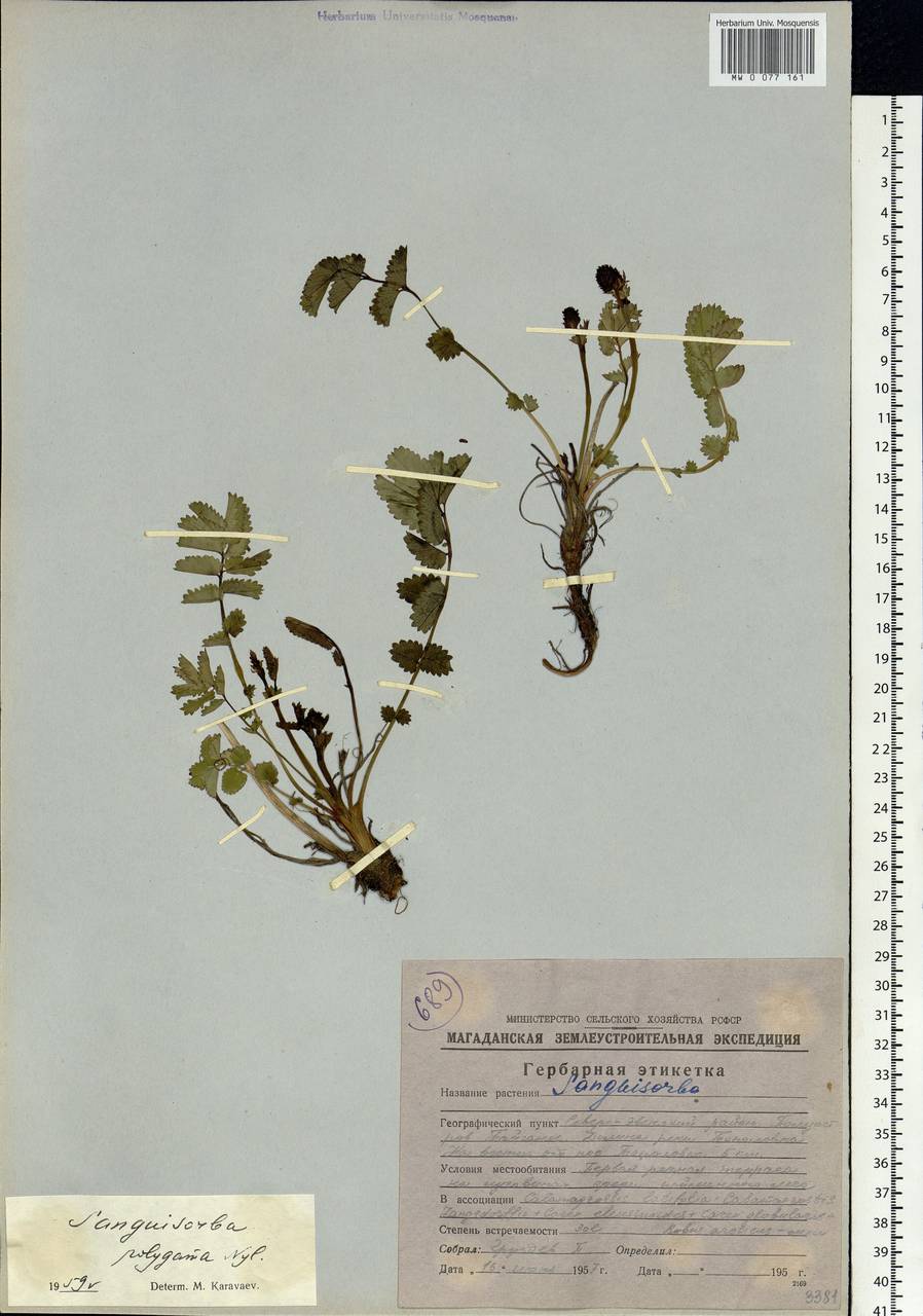 Sanguisorba officinalis subsp. officinalis, Siberia, Chukotka & Kamchatka (S7) (Russia)