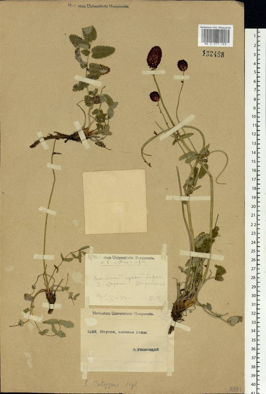 Sanguisorba officinalis subsp. officinalis, Siberia, Yakutia (S5) (Russia)