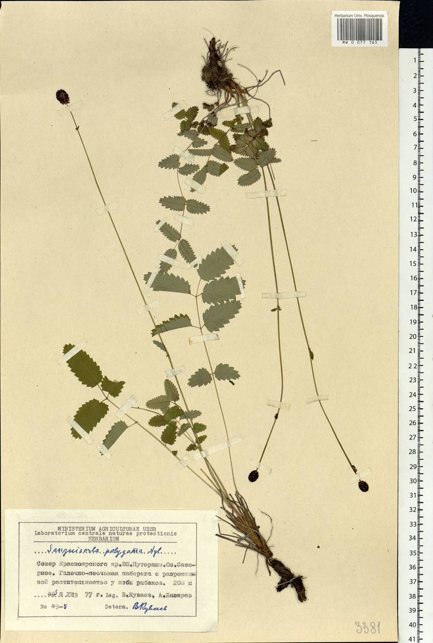 Sanguisorba officinalis subsp. officinalis, Siberia, Central Siberia (S3) (Russia)