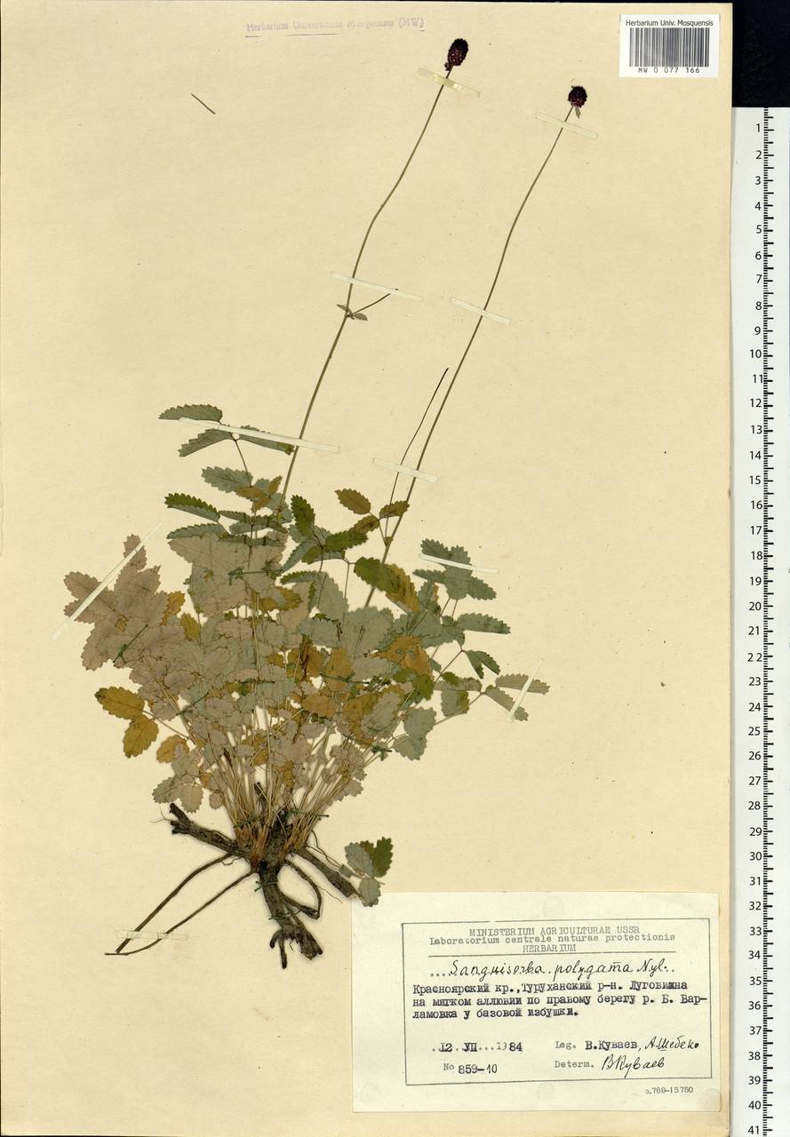 Sanguisorba officinalis subsp. officinalis, Siberia, Central Siberia (S3) (Russia)