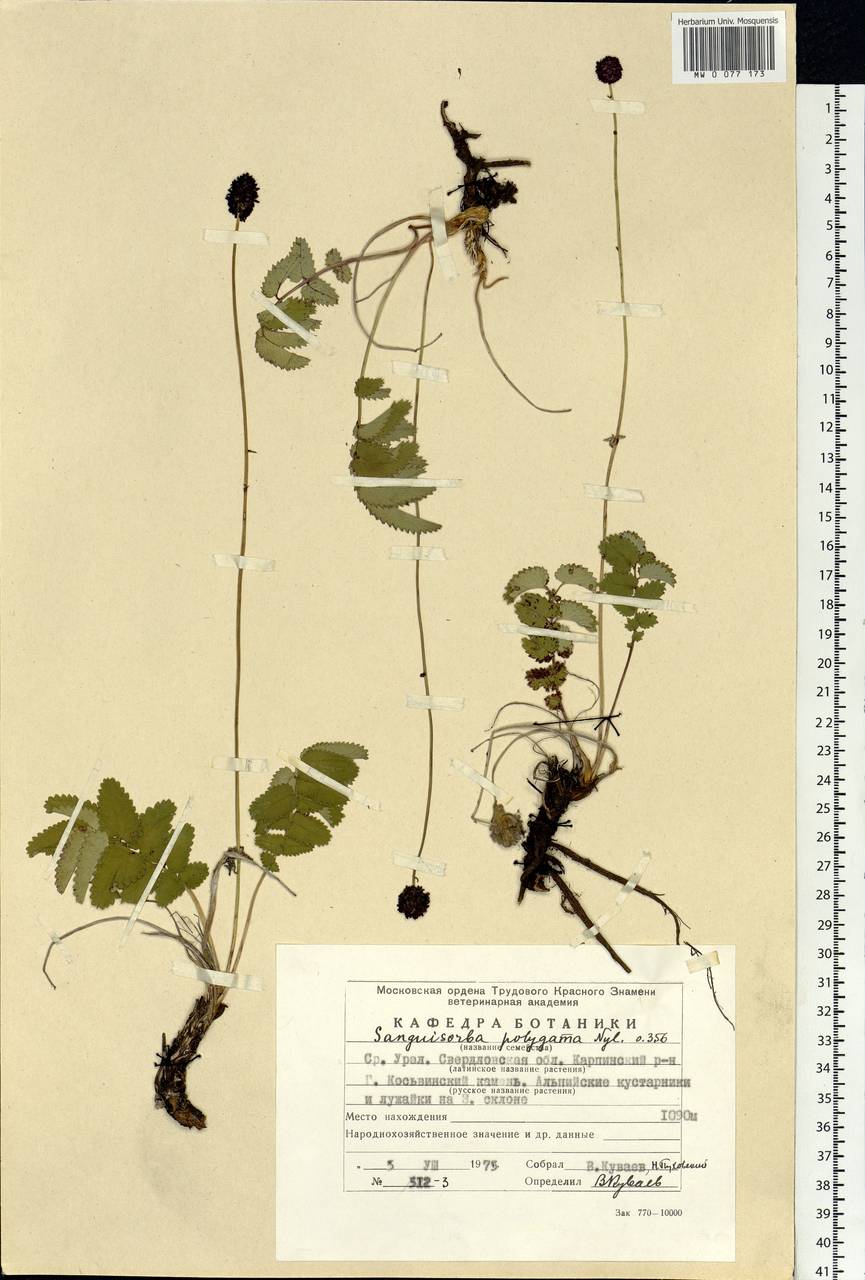 Sanguisorba officinalis subsp. officinalis, Eastern Europe, Eastern region (E10) (Russia)
