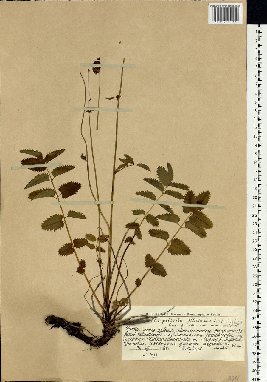 Sanguisorba officinalis subsp. officinalis, Eastern Europe, Northern region (E1) (Russia)