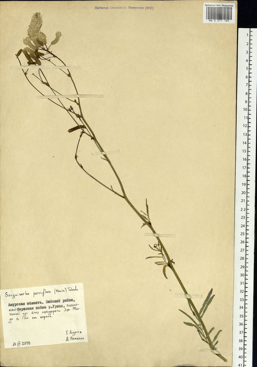 Poterium tenuifolium var. alba (Trautv. & C. A. Mey.), Siberia, Russian Far East (S6) (Russia)