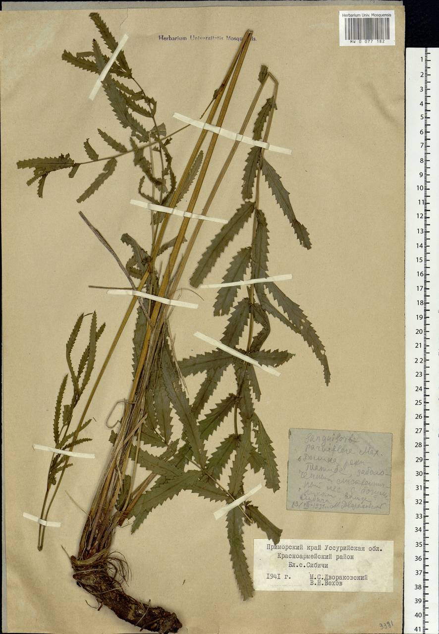 Poterium tenuifolium var. alba (Trautv. & C. A. Mey.), Siberia, Russian Far East (S6) (Russia)