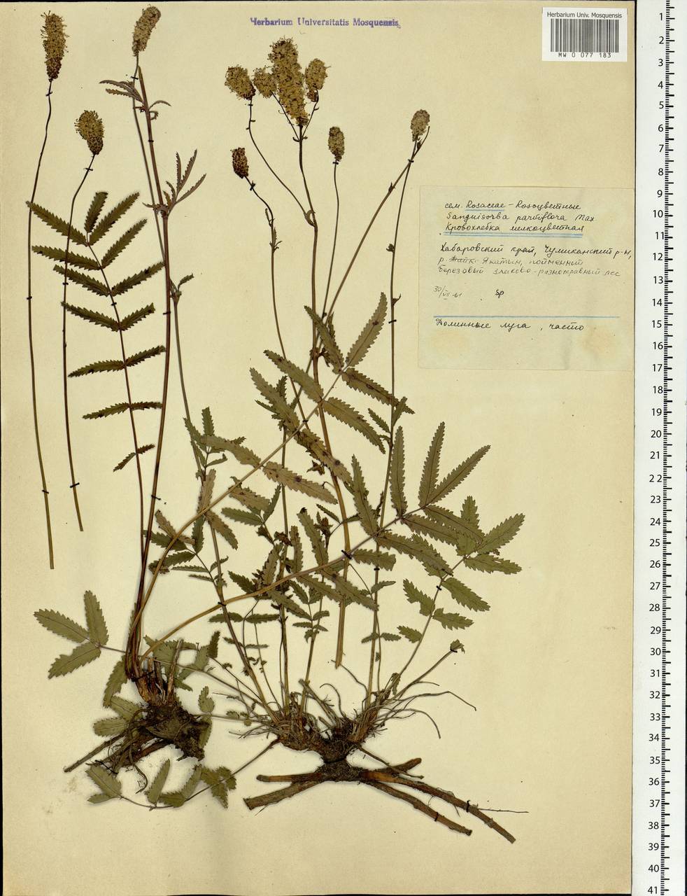 Poterium tenuifolium var. alba (Trautv. & C. A. Mey.), Siberia, Russian Far East (S6) (Russia)