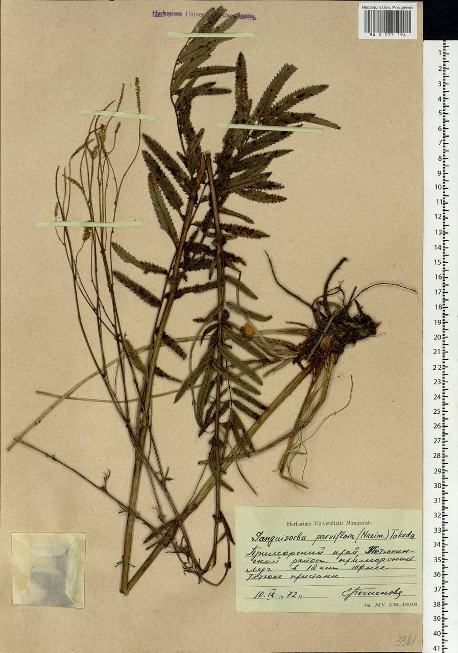 Poterium tenuifolium var. alba (Trautv. & C. A. Mey.), Siberia, Russian Far East (S6) (Russia)