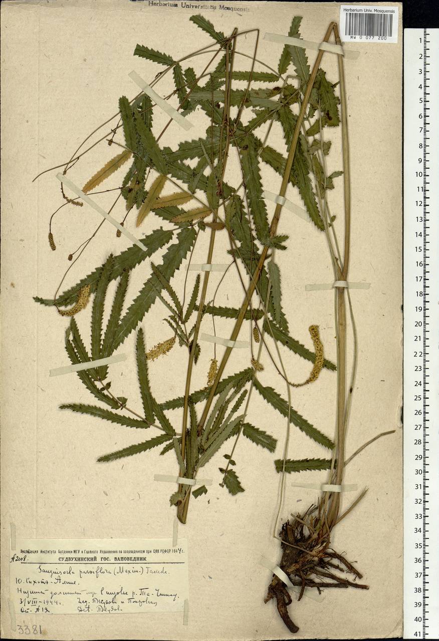 Poterium tenuifolium var. alba (Trautv. & C. A. Mey.), Siberia, Russian Far East (S6) (Russia)