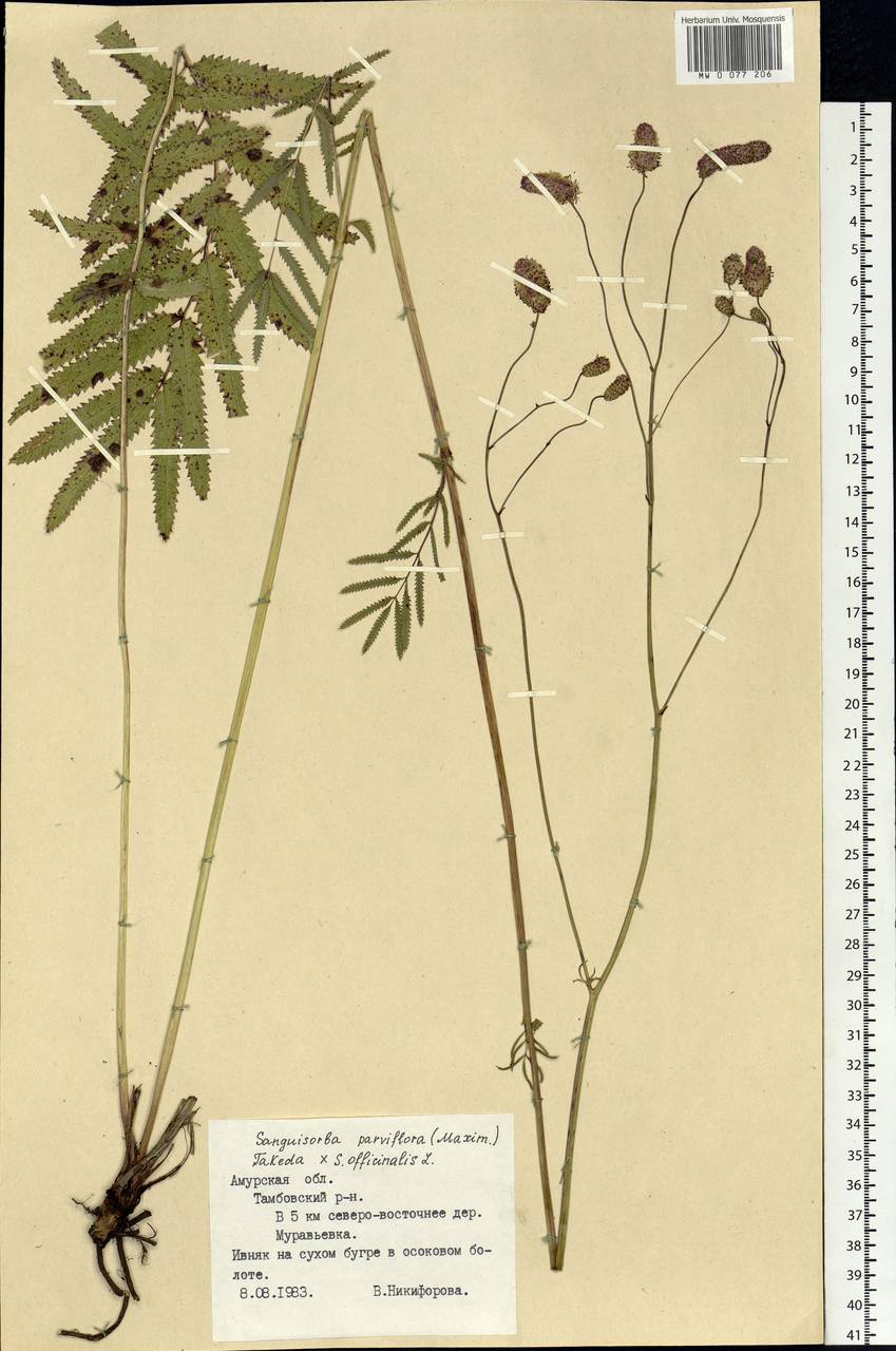 Poterium tenuifolium var. alba (Trautv. & C. A. Mey.), Siberia, Russian Far East (S6) (Russia)