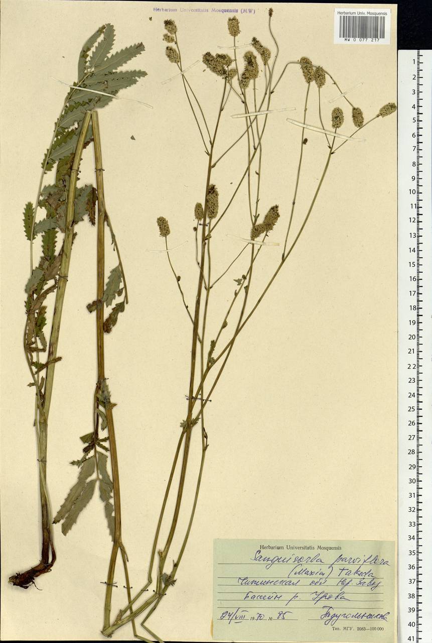 Poterium tenuifolium var. alba (Trautv. & C. A. Mey.), Siberia, Baikal & Transbaikal region (S4) (Russia)