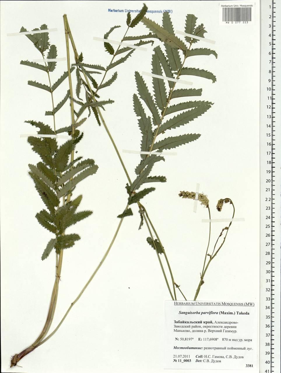 Poterium tenuifolium var. alba (Trautv. & C. A. Mey.), Siberia, Baikal & Transbaikal region (S4) (Russia)