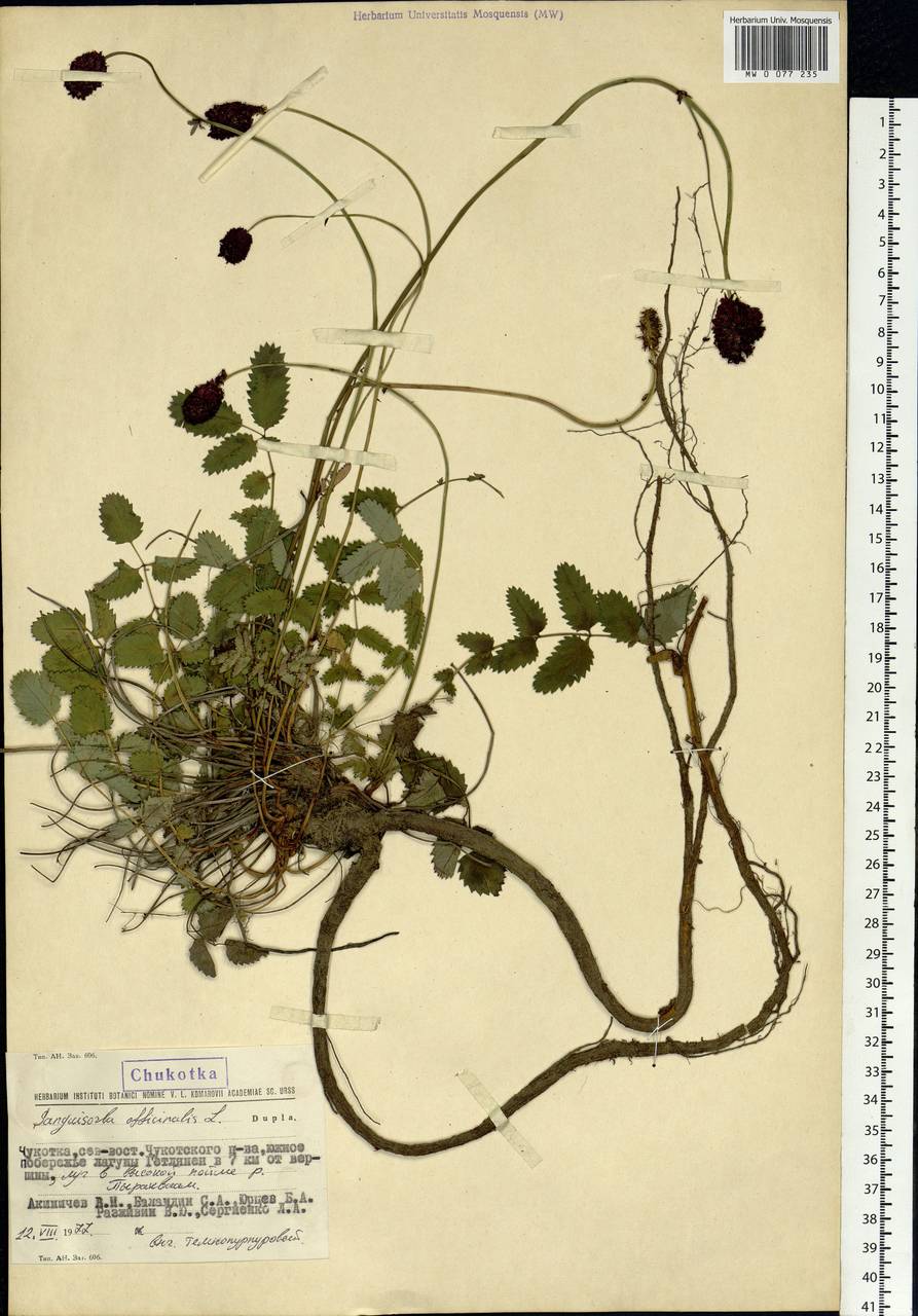 Sanguisorba officinalis L., Siberia, Chukotka & Kamchatka (S7) (Russia)