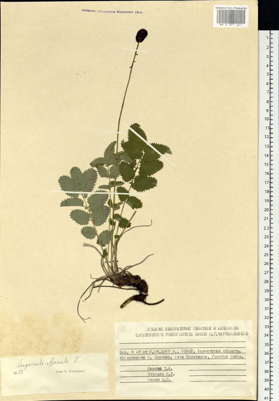 Sanguisorba officinalis L., Siberia, Chukotka & Kamchatka (S7) (Russia)