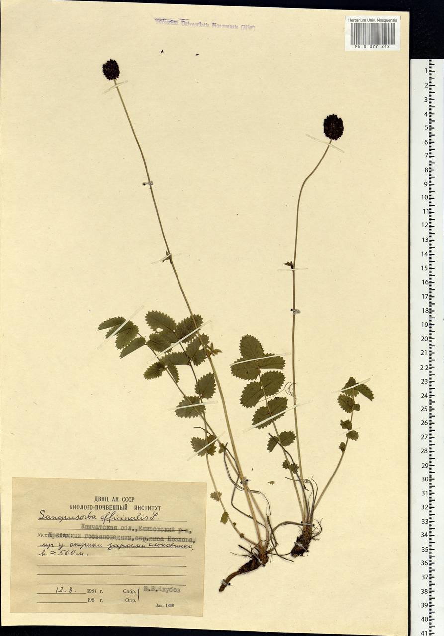 Sanguisorba officinalis L., Siberia, Chukotka & Kamchatka (S7) (Russia)