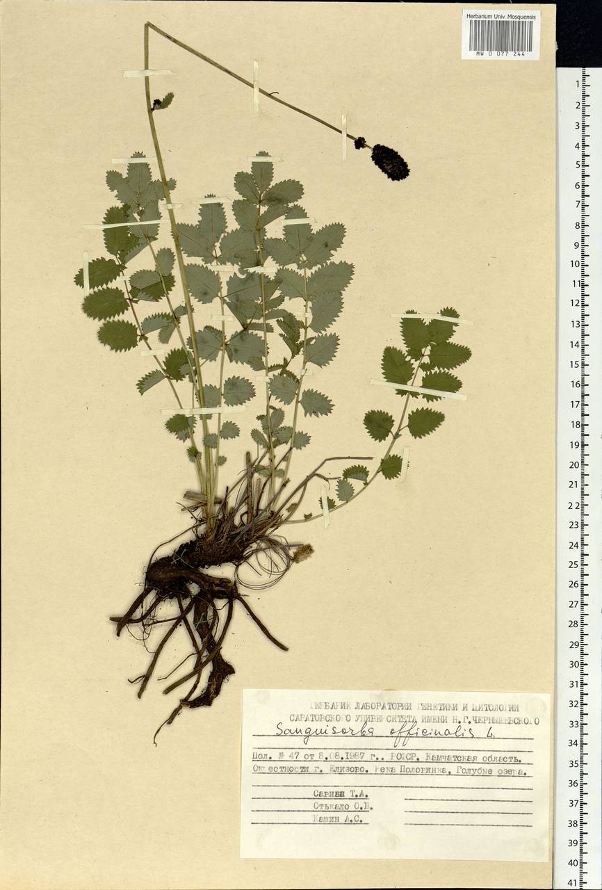 Sanguisorba officinalis L., Siberia, Chukotka & Kamchatka (S7) (Russia)