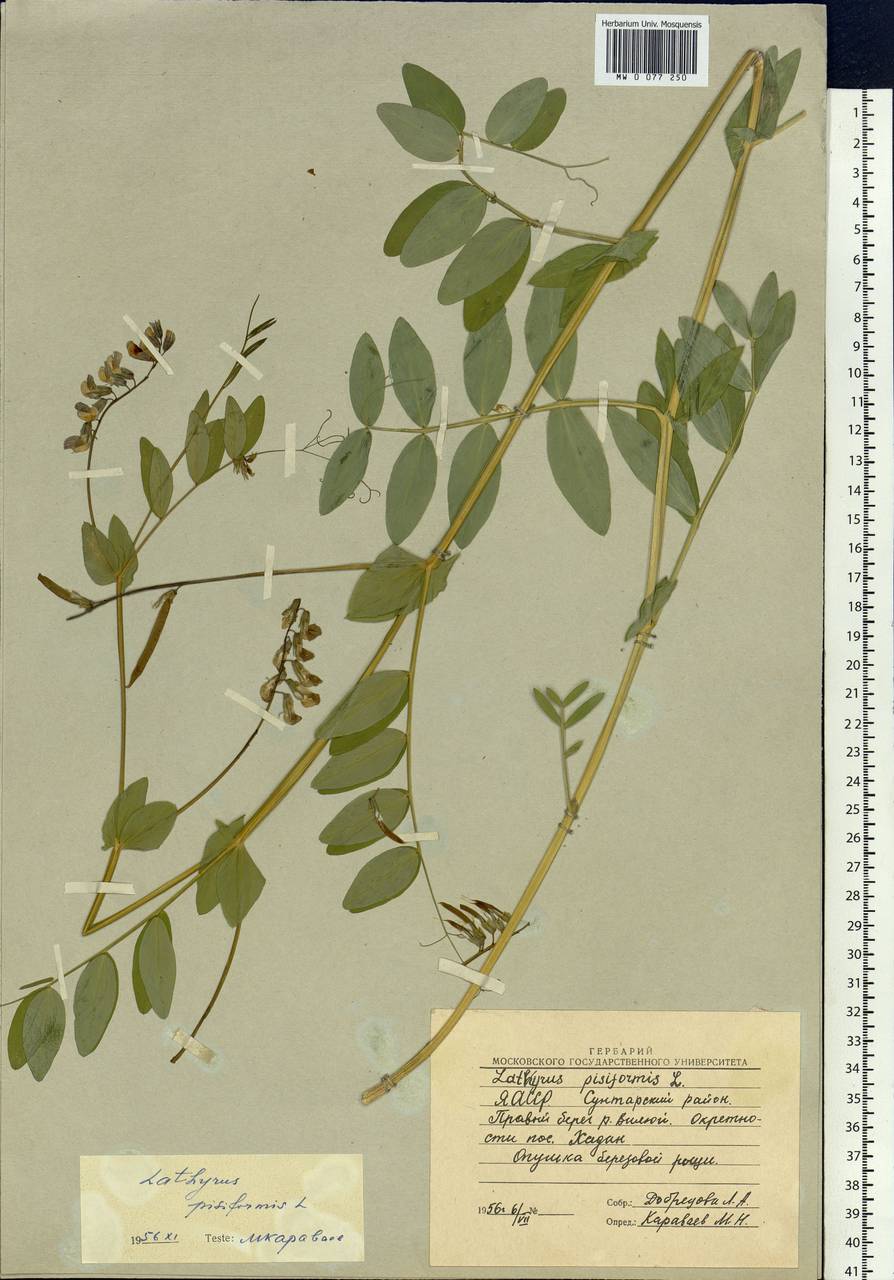 Lathyrus pisiformis L., Siberia, Yakutia (S5) (Russia)