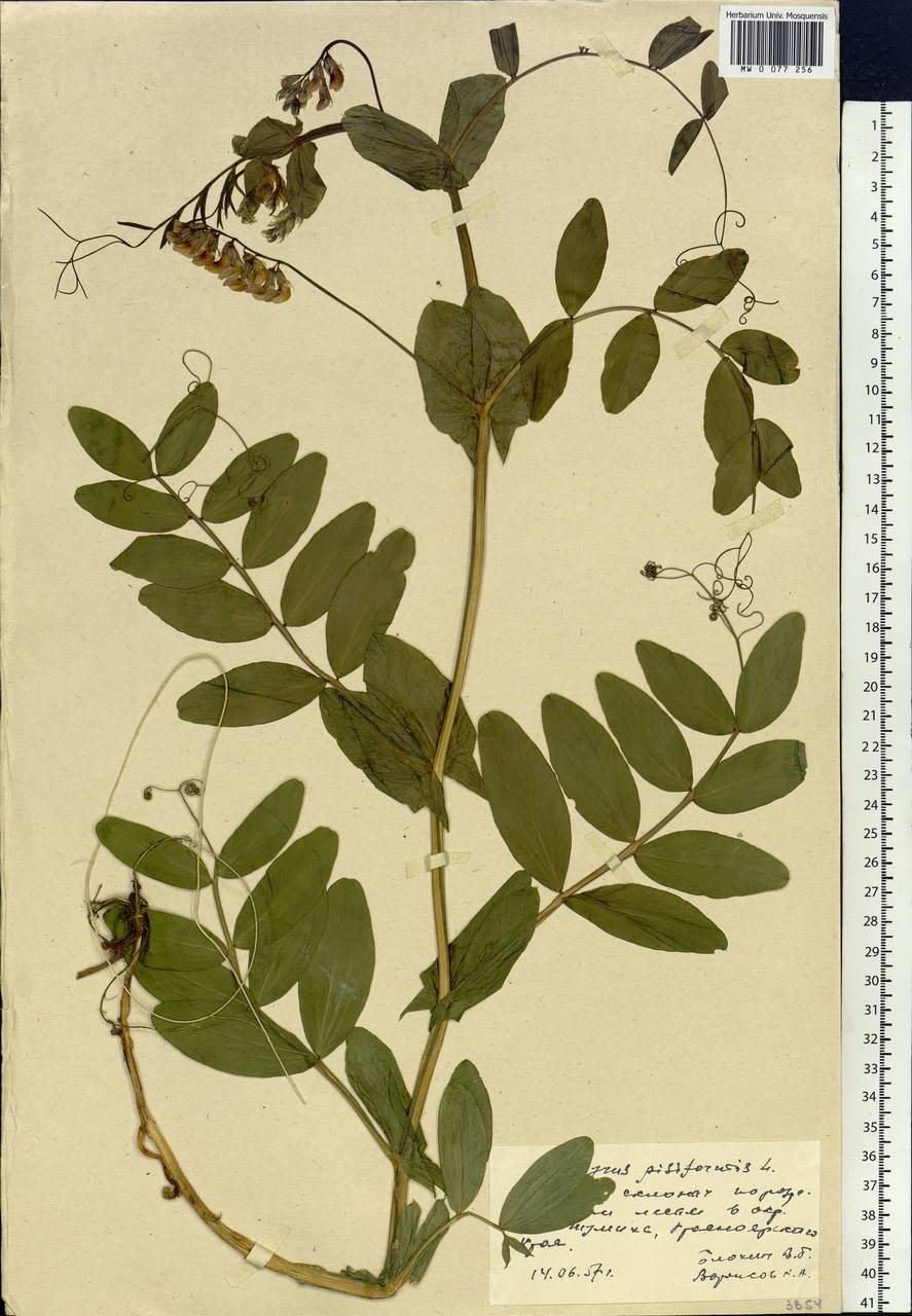 Lathyrus pisiformis L., Siberia, Central Siberia (S3) (Russia)