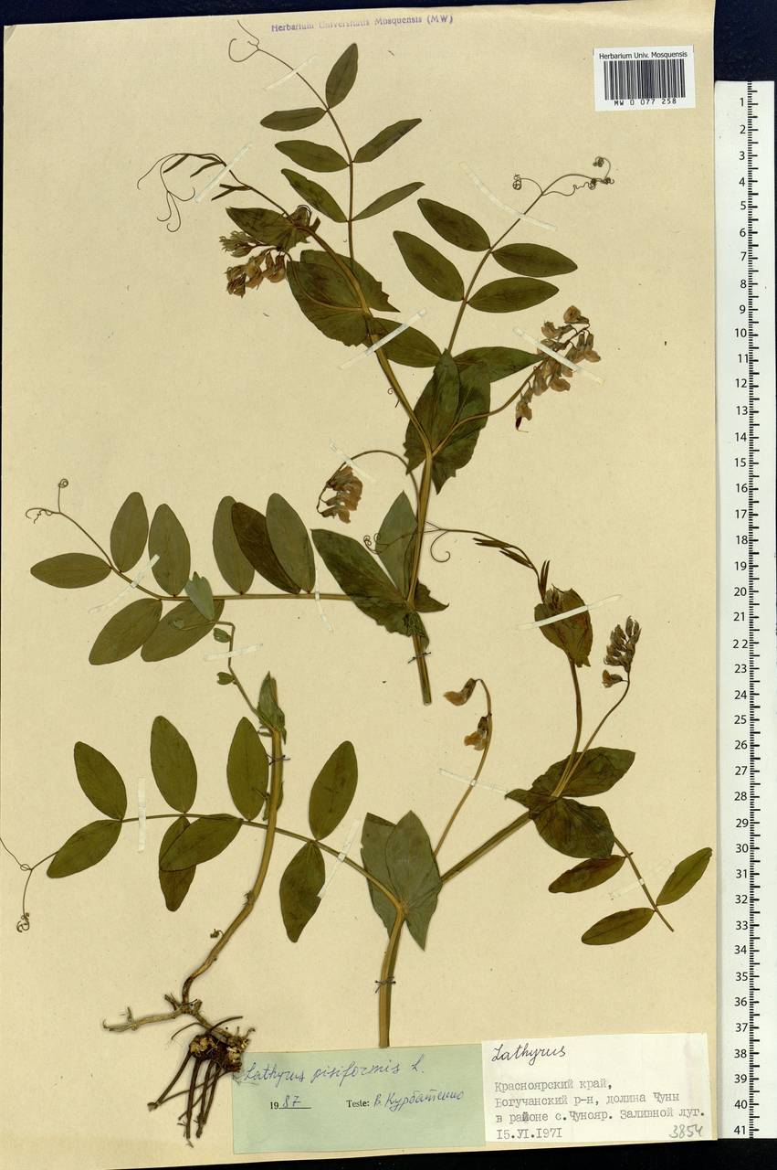 Lathyrus pisiformis L., Siberia, Central Siberia (S3) (Russia)