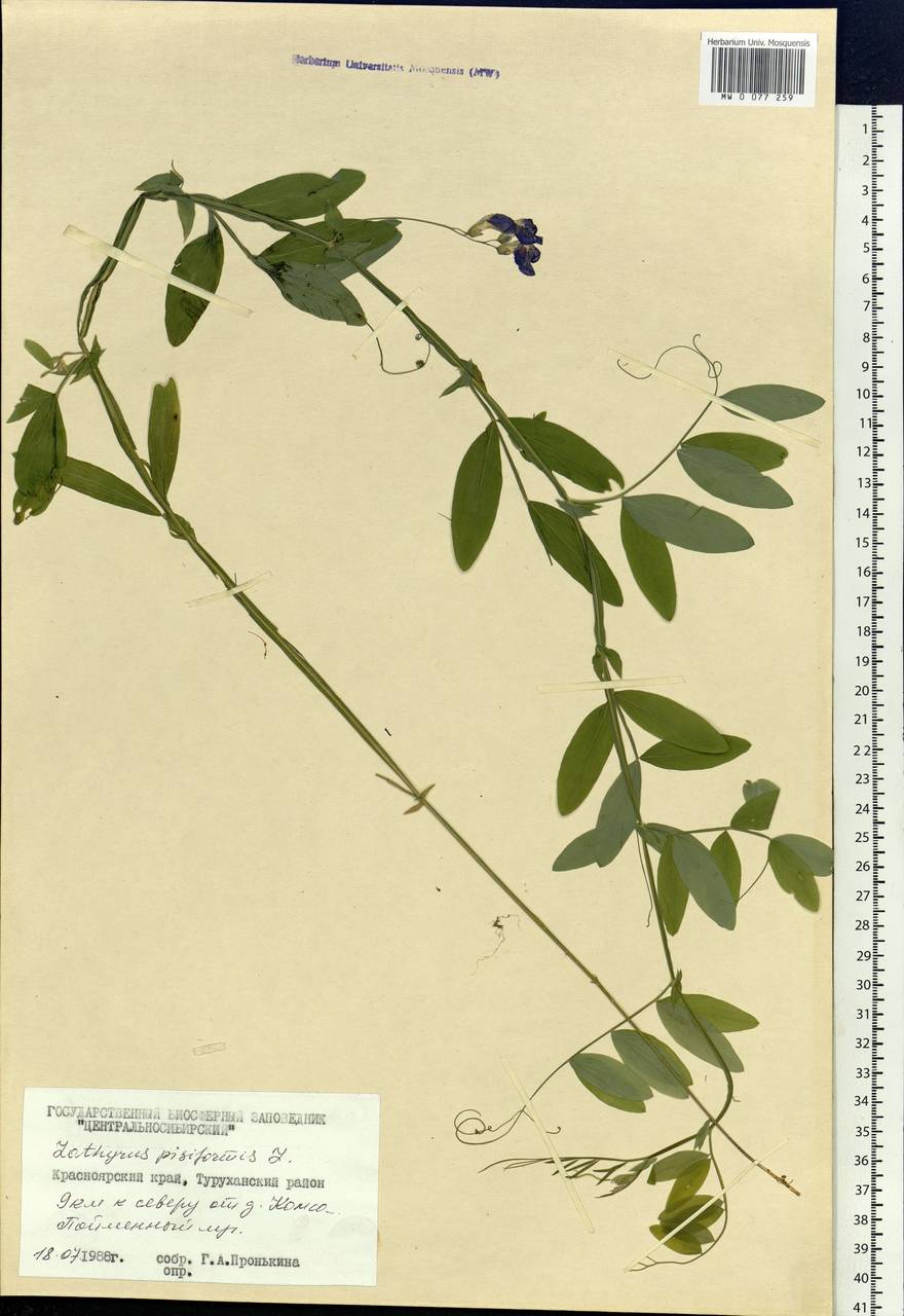 Lathyrus pisiformis L., Siberia, Central Siberia (S3) (Russia)