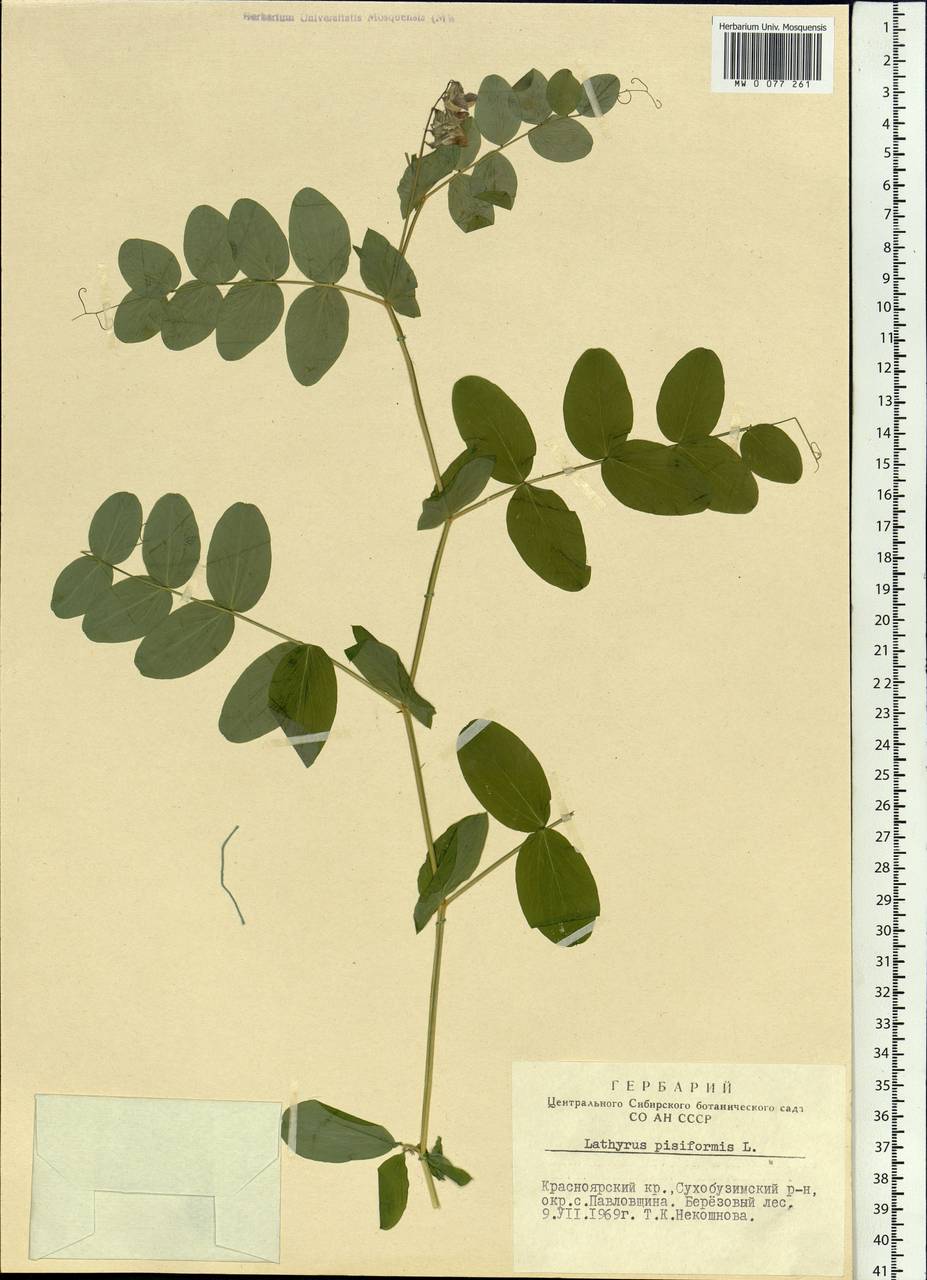 Lathyrus pisiformis L., Siberia, Central Siberia (S3) (Russia)