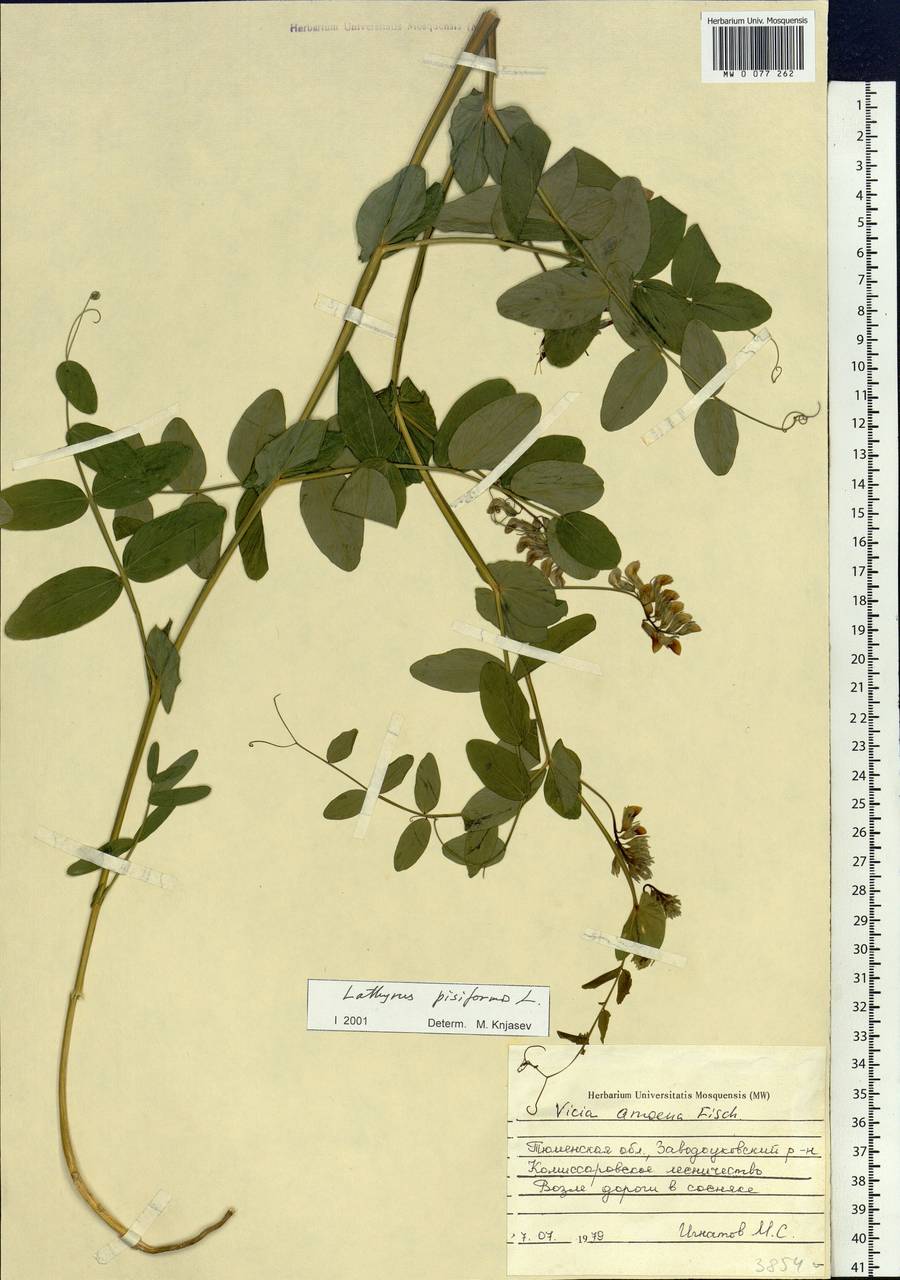 Lathyrus pisiformis L., Siberia, Western Siberia (S1) (Russia)
