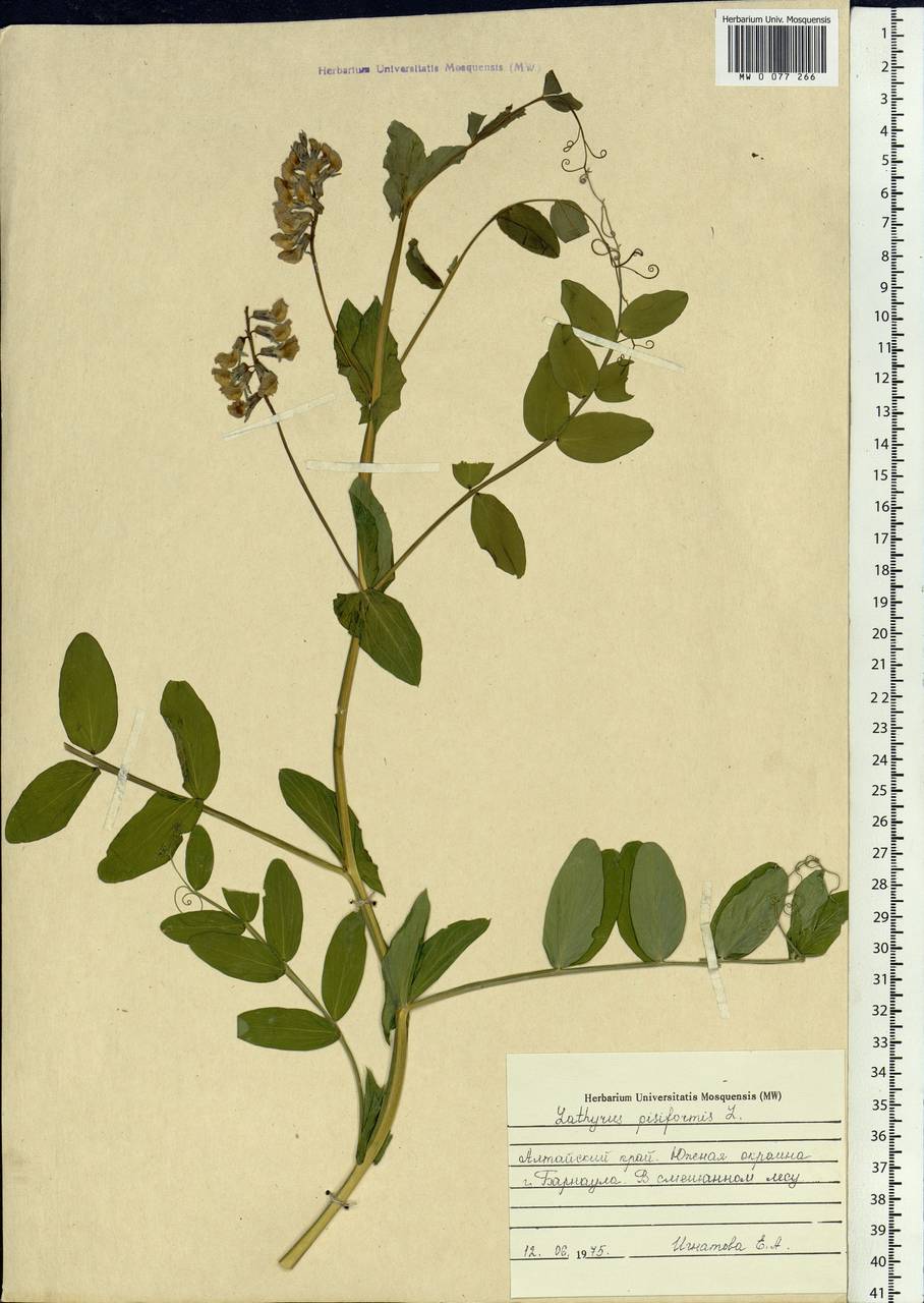 Lathyrus pisiformis L., Siberia, Altai & Sayany Mountains (S2) (Russia)