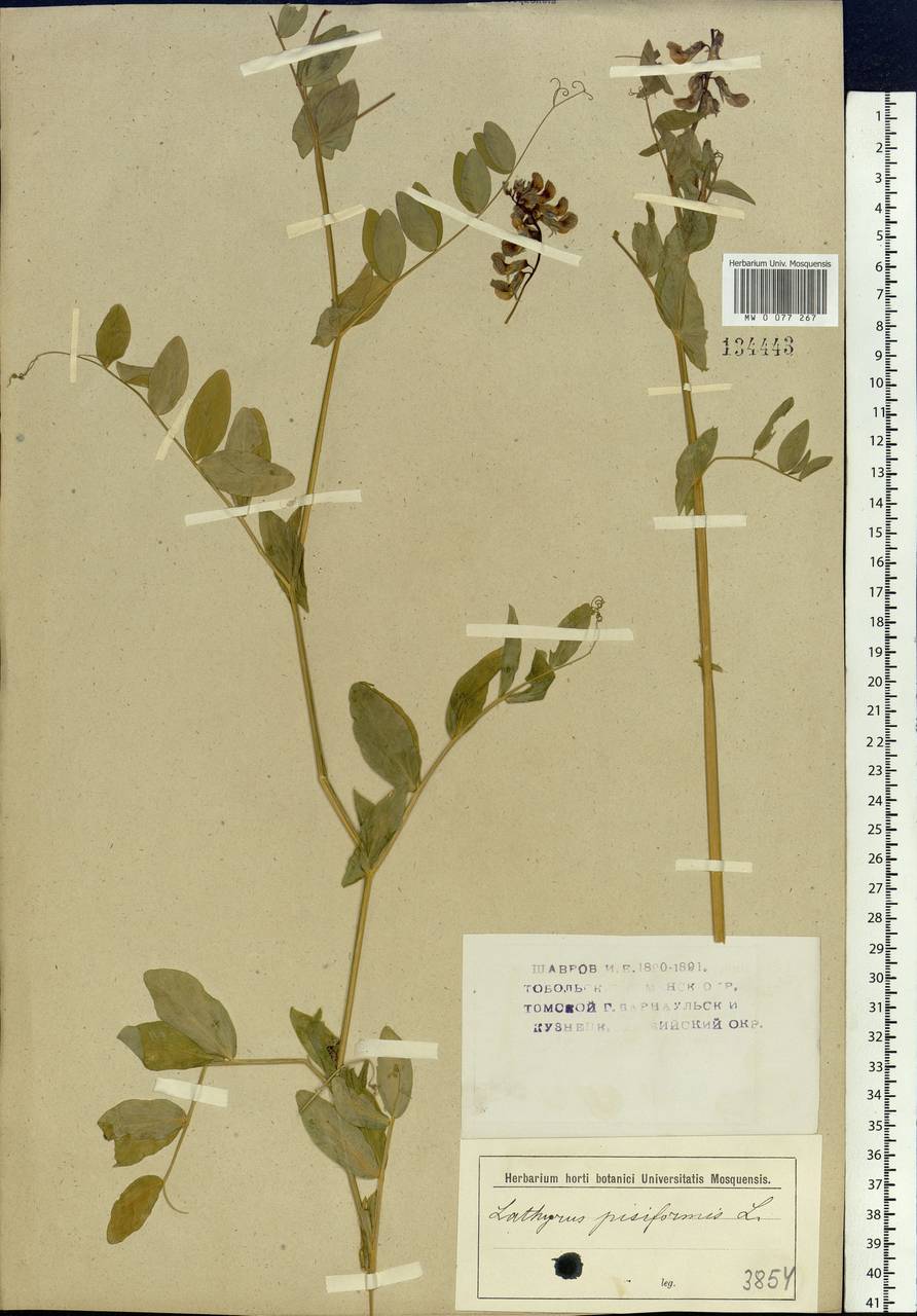 Lathyrus pisiformis L., Siberia (no precise locality) (S0) (Russia)