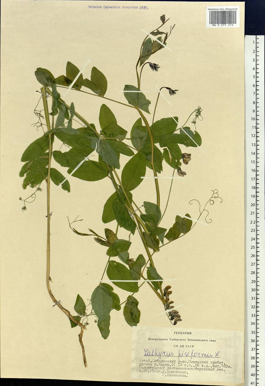 Lathyrus pisiformis L., Siberia, Altai & Sayany Mountains (S2) (Russia)