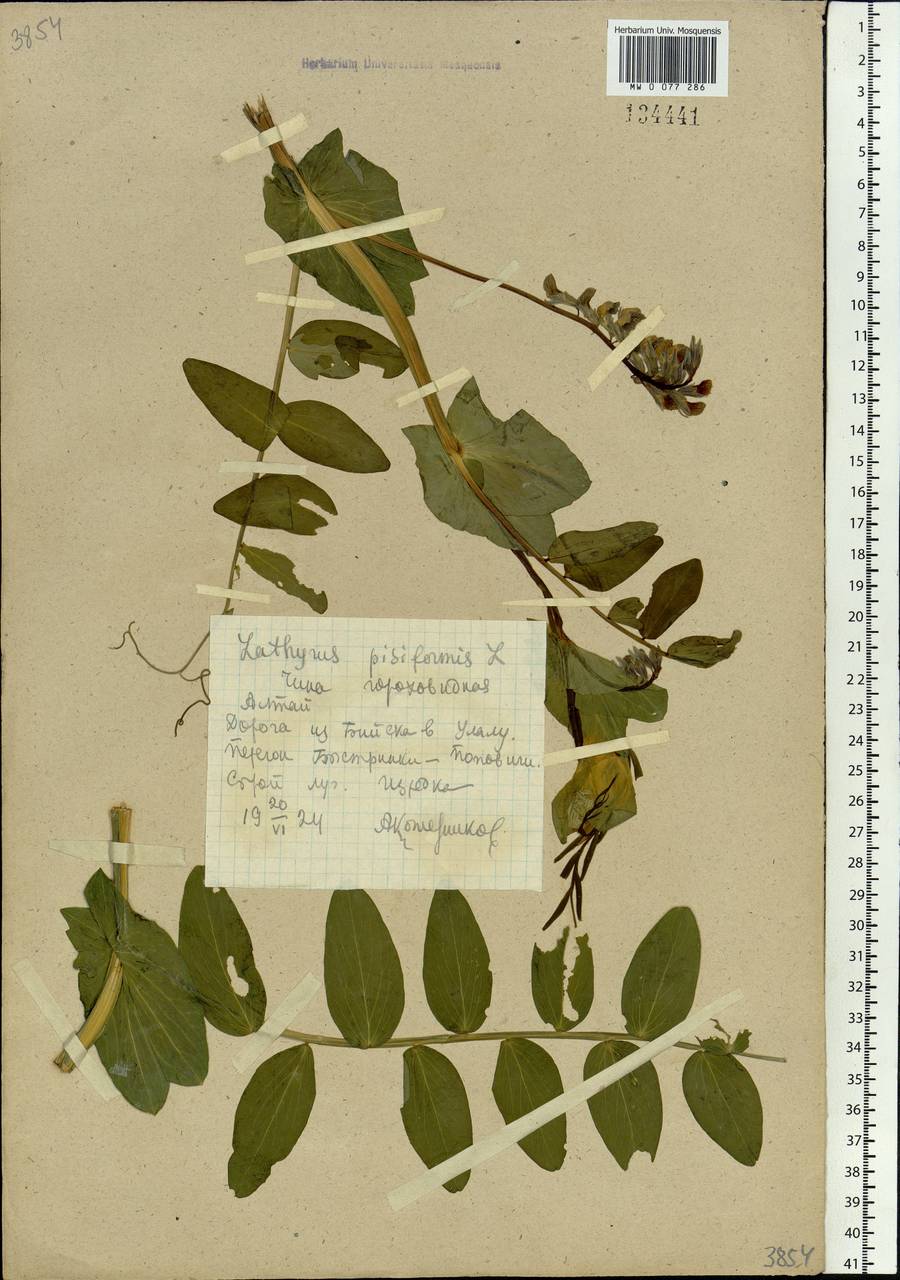 Lathyrus pisiformis L., Siberia, Altai & Sayany Mountains (S2) (Russia)