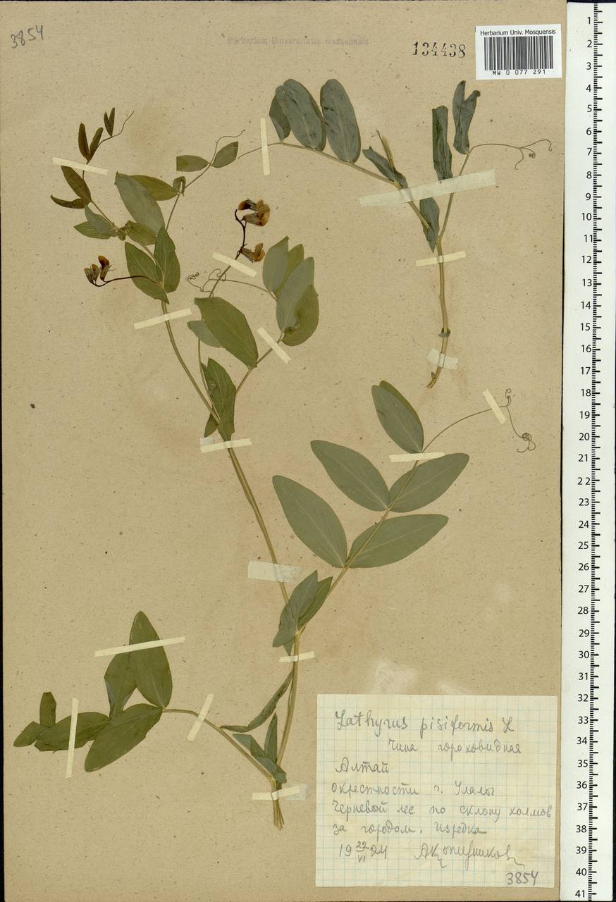 Lathyrus pisiformis L., Siberia, Altai & Sayany Mountains (S2) (Russia)
