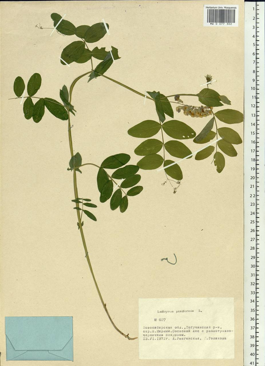 Lathyrus pisiformis L., Siberia, Western Siberia (S1) (Russia)