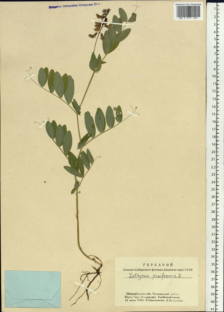 Lathyrus pisiformis L., Siberia, Western Siberia (S1) (Russia)