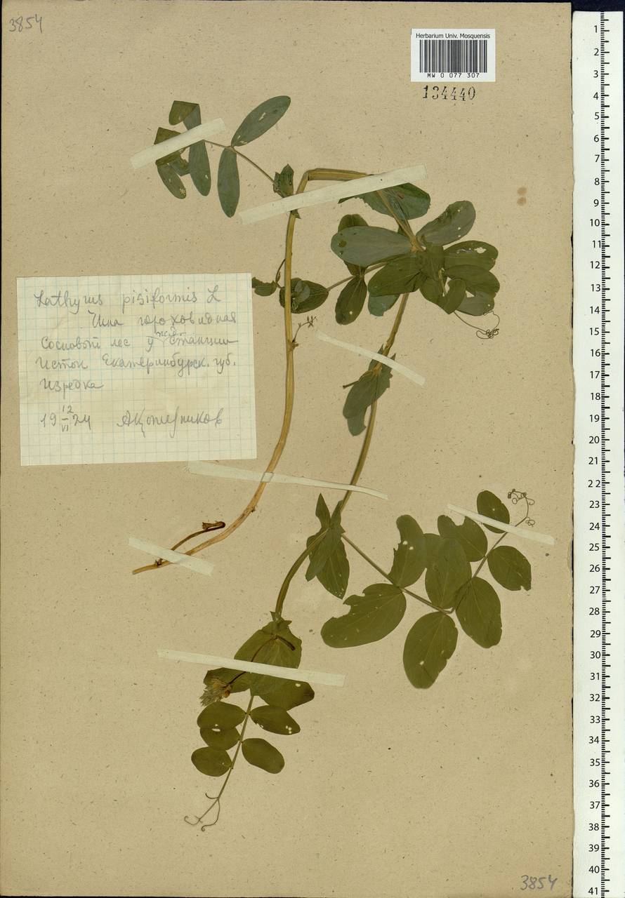 Lathyrus pisiformis L., Eastern Europe, Eastern region (E10) (Russia)
