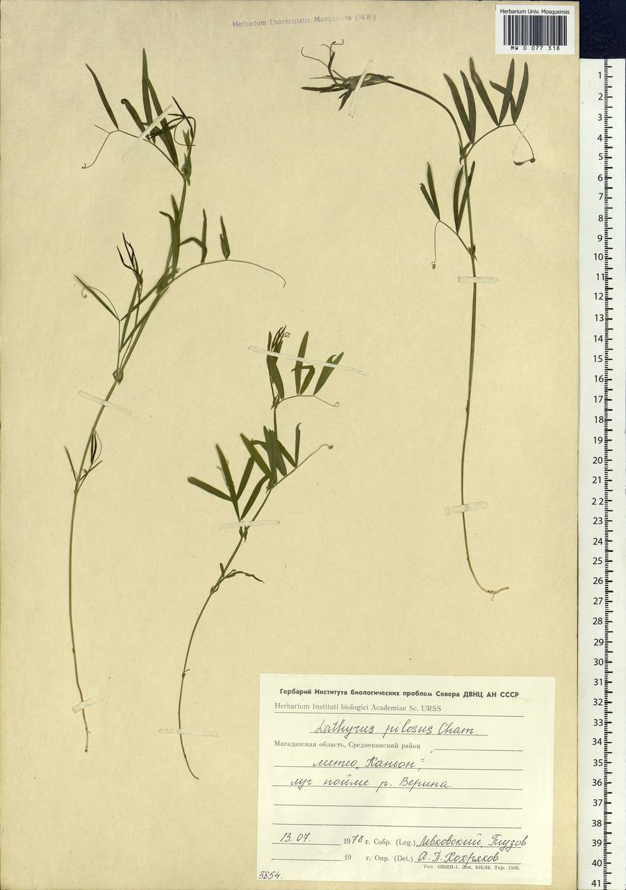 Lathyrus palustris subsp. palustris, Siberia, Chukotka & Kamchatka (S7) (Russia)