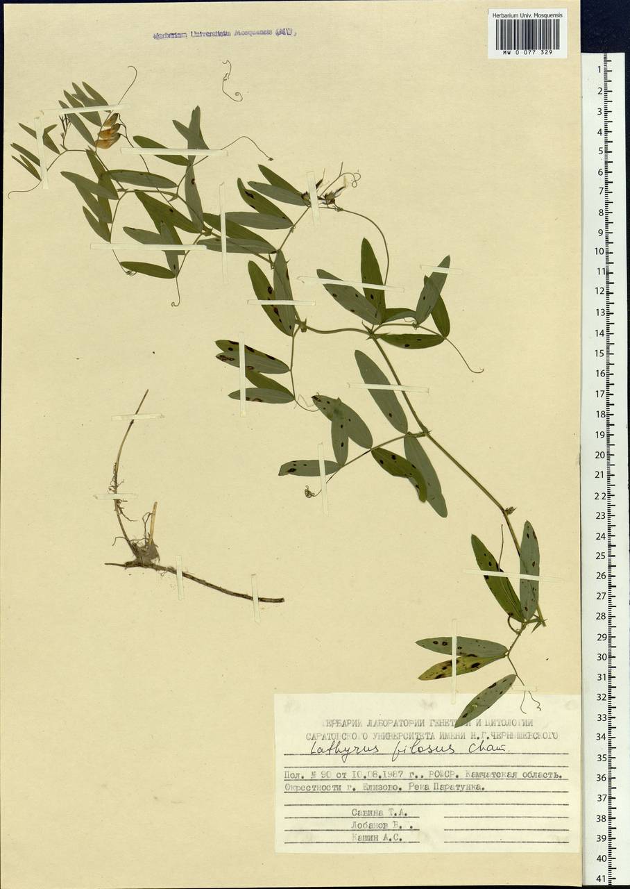 Lathyrus palustris L., Siberia, Chukotka & Kamchatka (S7) (Russia)
