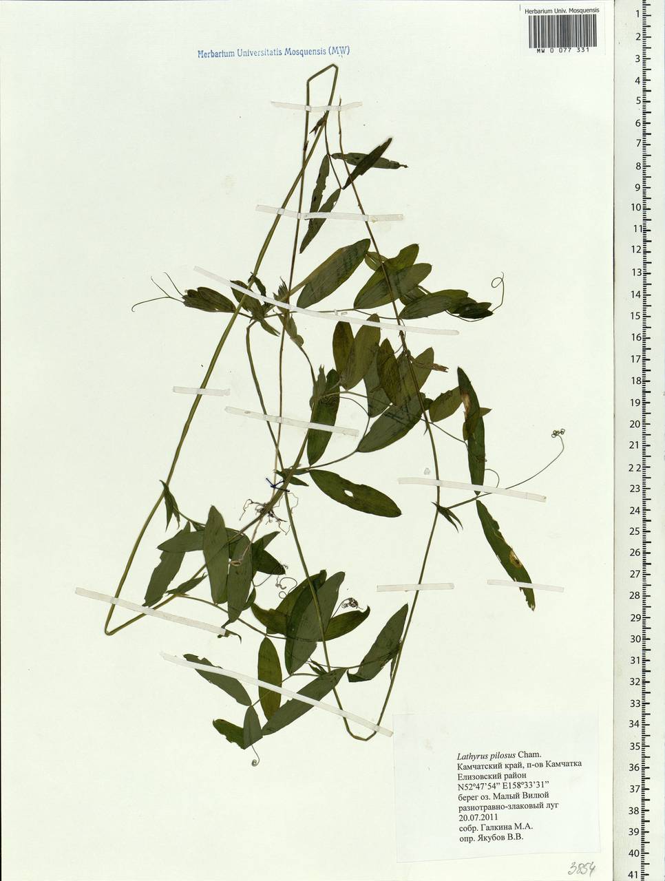 Lathyrus palustris subsp. palustris, Siberia, Chukotka & Kamchatka (S7) (Russia)