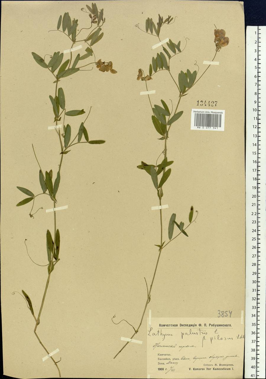 Lathyrus palustris L., Siberia, Chukotka & Kamchatka (S7) (Russia)