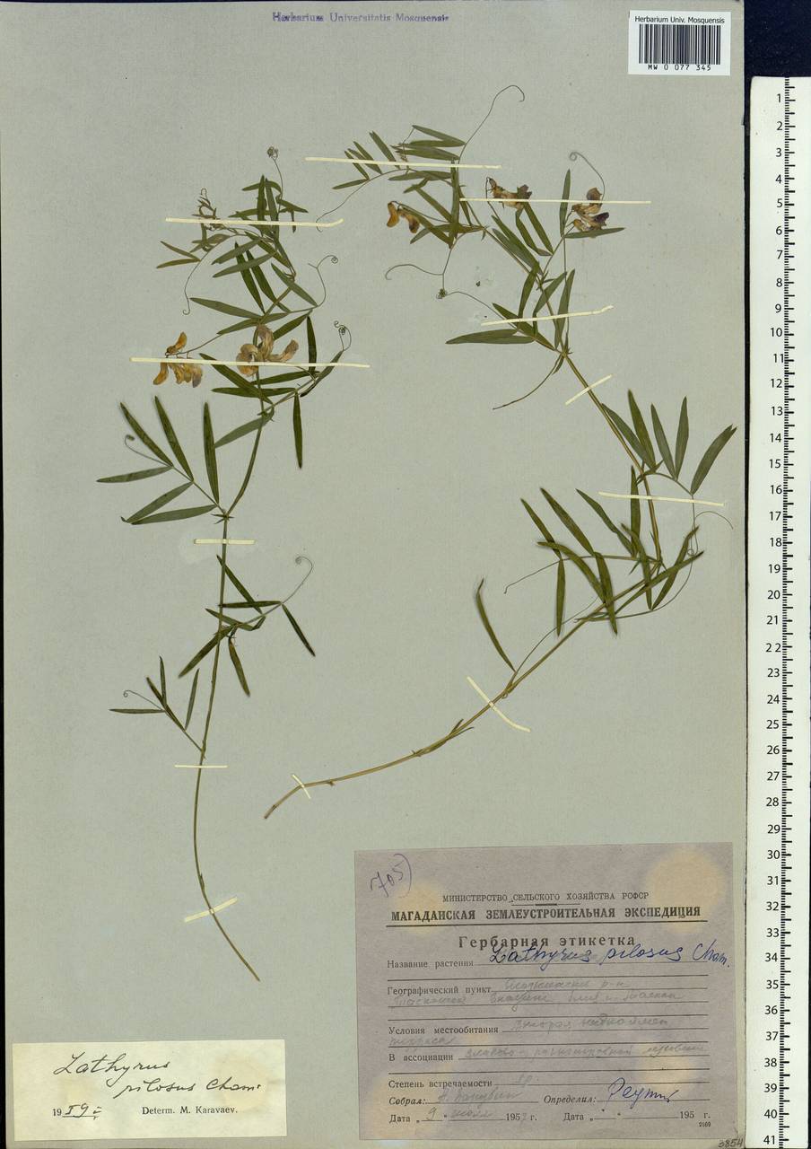 Lathyrus palustris L., Siberia, Chukotka & Kamchatka (S7) (Russia)