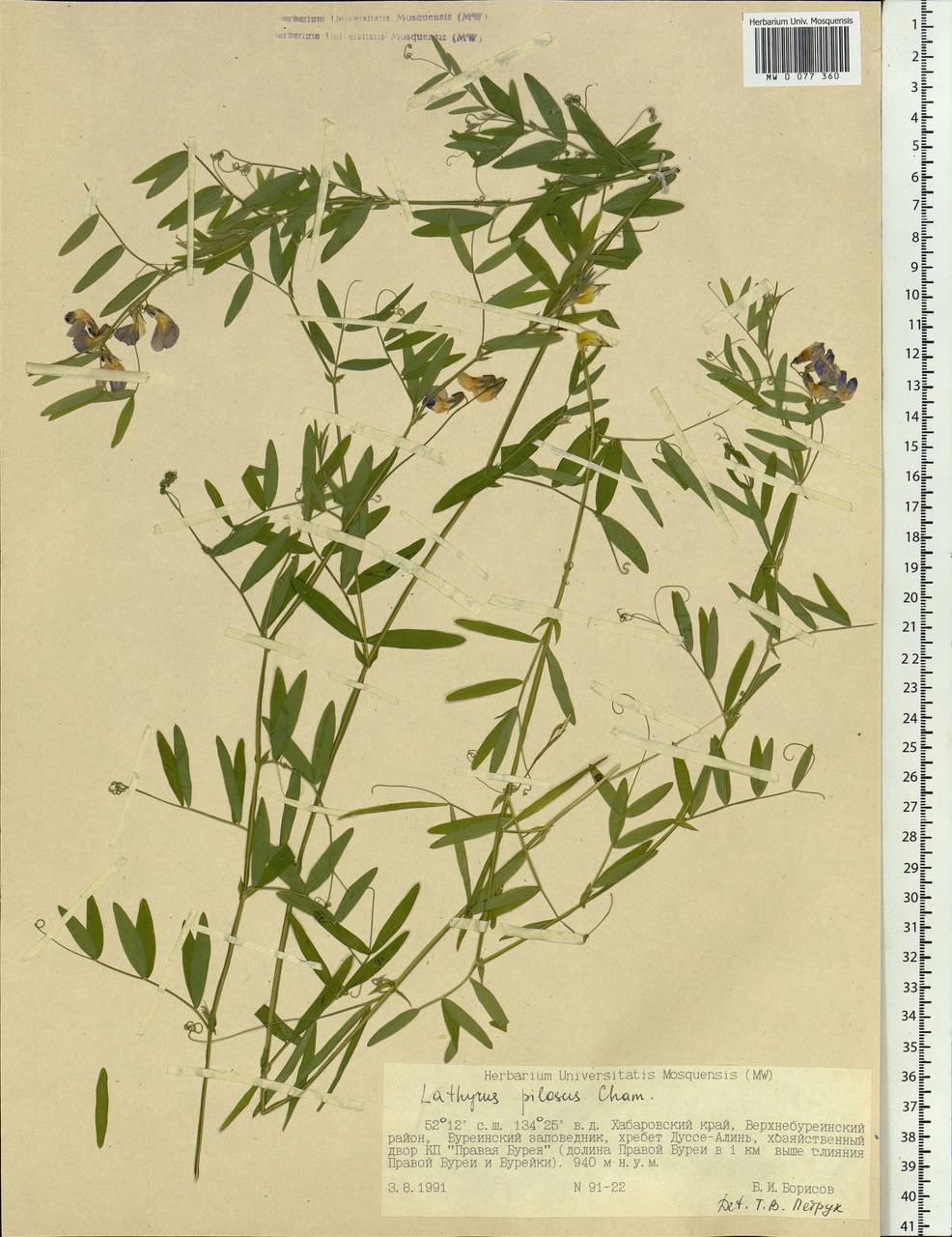 Lathyrus palustris L., Siberia, Russian Far East (S6) (Russia)