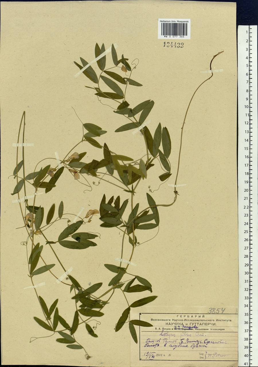 Lathyrus palustris subsp. palustris, Siberia, Russian Far East (S6) (Russia)