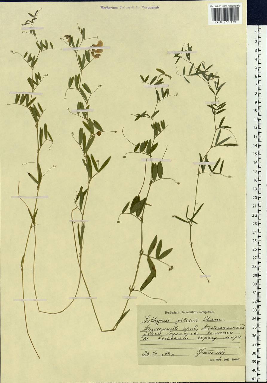 Lathyrus palustris subsp. palustris, Siberia, Russian Far East (S6) (Russia)