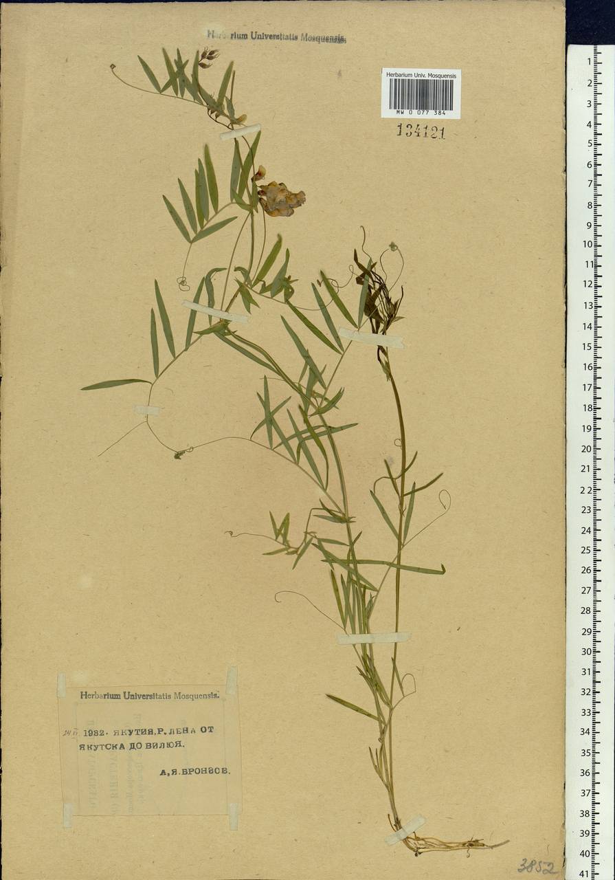 Lathyrus palustris subsp. palustris, Siberia, Yakutia (S5) (Russia)