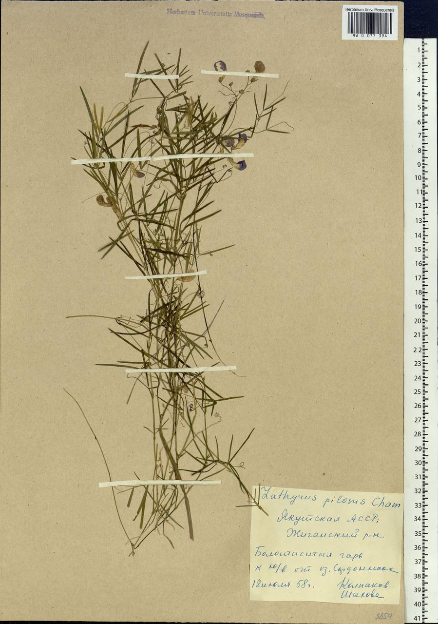 Lathyrus palustris subsp. palustris, Siberia, Yakutia (S5) (Russia)