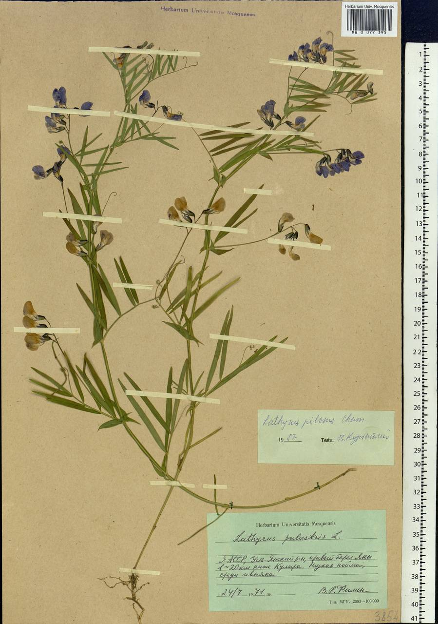 Lathyrus palustris L., Siberia, Yakutia (S5) (Russia)