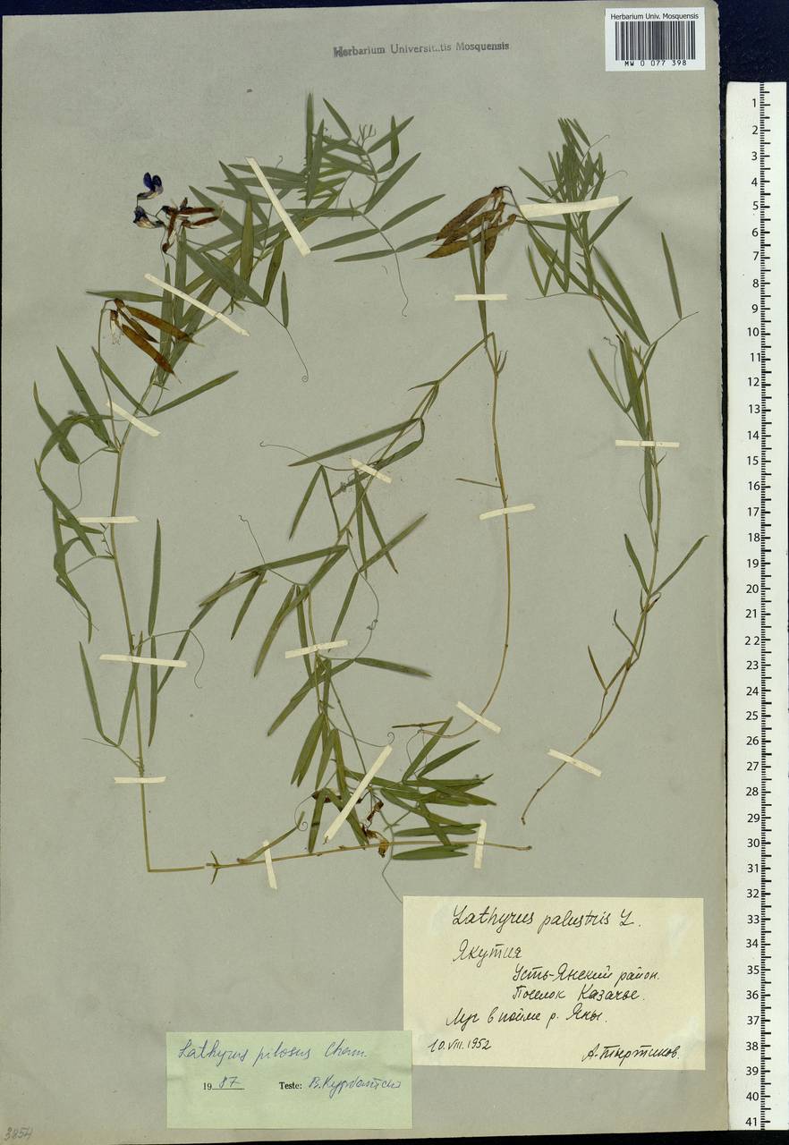 Lathyrus palustris subsp. palustris, Siberia, Yakutia (S5) (Russia)