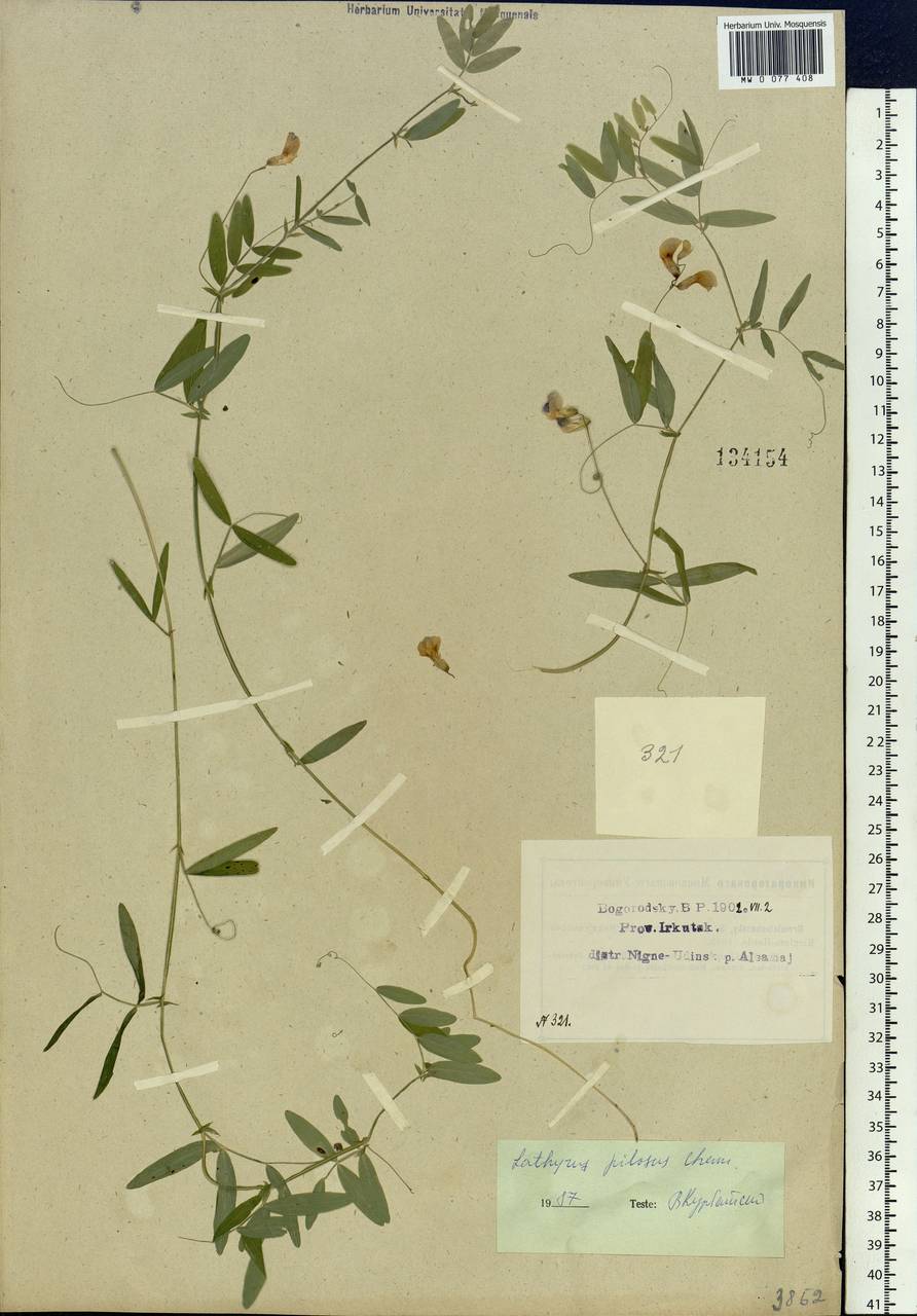 Lathyrus palustris L., Siberia, Baikal & Transbaikal region (S4) (Russia)