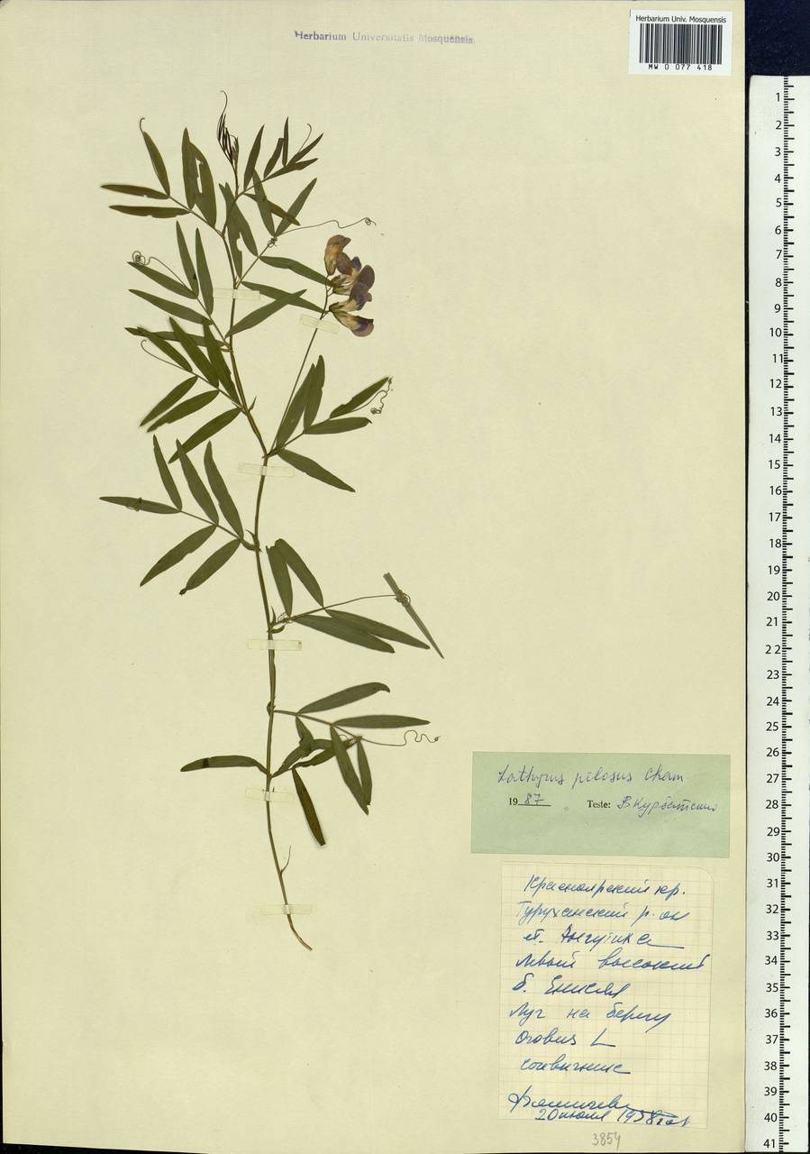 Lathyrus palustris L., Siberia, Central Siberia (S3) (Russia)