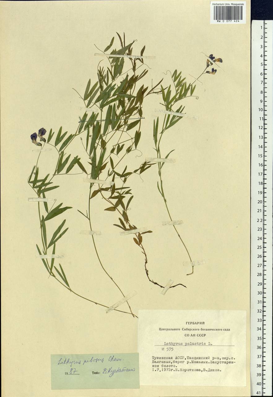 Lathyrus palustris subsp. palustris, Siberia, Altai & Sayany Mountains (S2) (Russia)