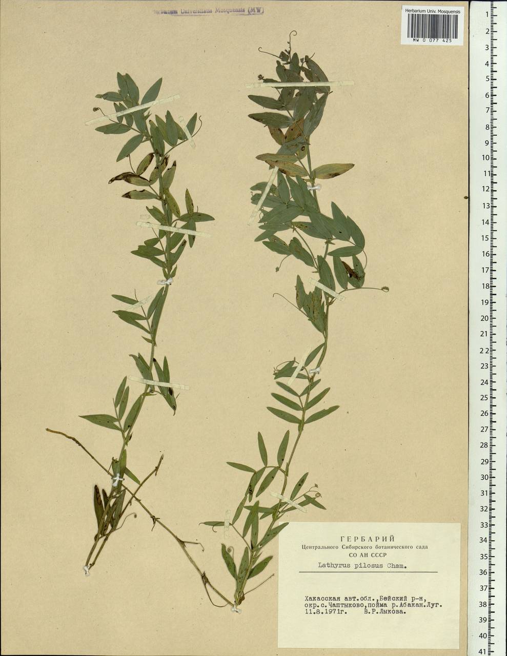 Lathyrus palustris subsp. palustris, Siberia, Altai & Sayany Mountains (S2) (Russia)