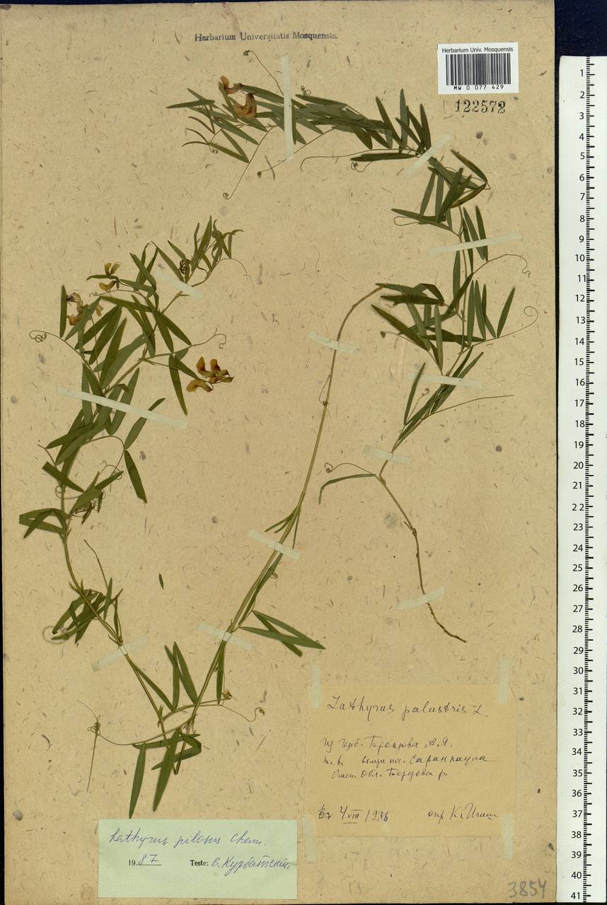 Lathyrus palustris subsp. palustris, Siberia, Western Siberia (S1) (Russia)
