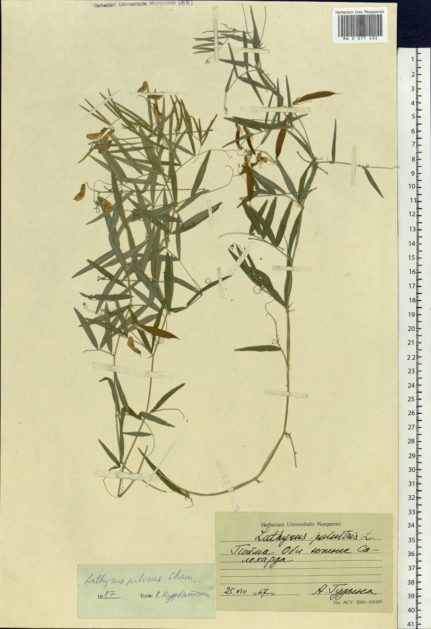 Lathyrus palustris subsp. palustris, Siberia, Western Siberia (S1) (Russia)